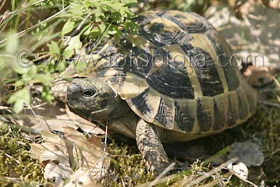     Testudo hermanni